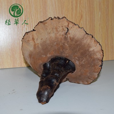 福建椴木紫灵芝赤灵芝 色泽饱满带粉短脚灵芝 散装短柄清香紫灵芝