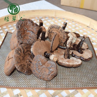 福建椴木紫灵芝赤灵芝 色泽饱满带粉短脚灵芝 散装短柄清香紫灵芝图5