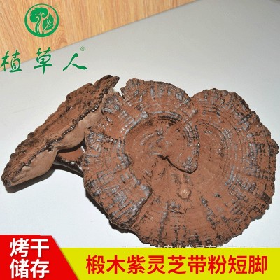 福建椴木紫灵芝赤灵芝 色泽饱满带粉短脚灵芝 散装短柄清香紫灵芝图3