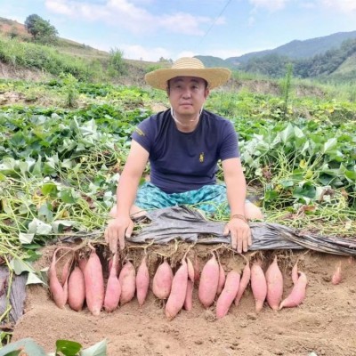 红心红薯批发 呱之廊高原小蜜薯 个头大 烤地瓜专用烟薯 易剥皮