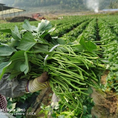 红心红薯批发 呱之廊高原小蜜薯 个头大 烤地瓜专用烟薯 易剥皮图3