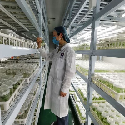 红心红薯批发 呱之廊高原小蜜薯 个头大 烤地瓜专用烟薯 易剥皮图5