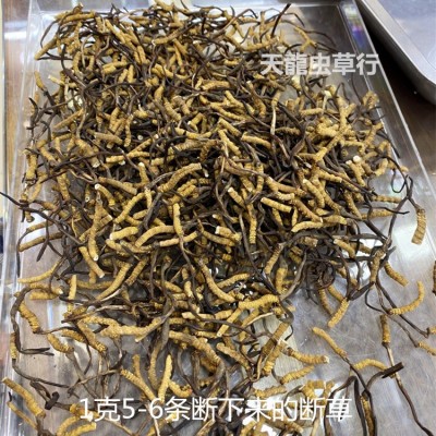 西藏 冬虫夏草 带尾巴断草图2