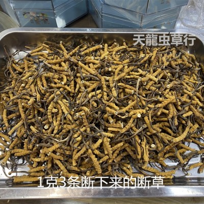 西藏 冬虫夏草 带尾巴断草图4