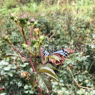 云南金边玫瑰花茶云南花瓣 玫瑰花金边玫瑰 产地批发厂家图4