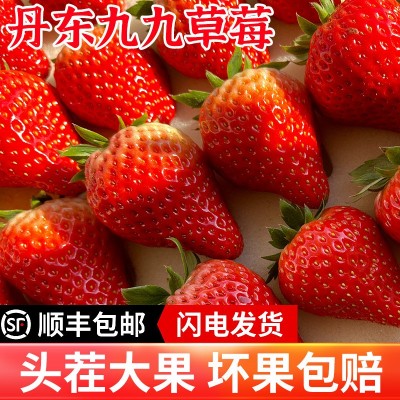 丹东99草莓生鲜水果新鲜红颜现摘应季九九草莓产地顺丰一件包邮