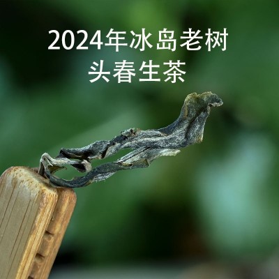 2024年头春冰岛老树生普洱茶私藏散装茶叶 蜜兰花香批发 老农古林图3