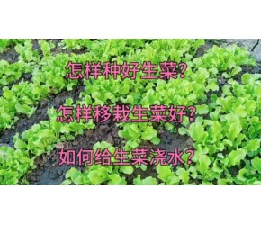 怎样种好生菜？怎样移栽生菜好？如何给生菜浇水？