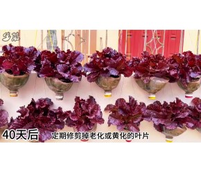 无需田地，家里就能种植生菜，新鲜自给自足！