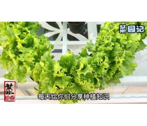30天速成生菜种植，阳台上就能种，配着烤肉吃太过瘾了
