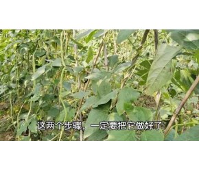 豆角高产又方法，往地里撒上这种肥，豆角成串结，产量翻一番