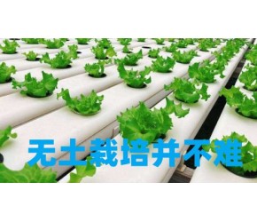 不用土来种植物 无土栽培是怎么做到的？