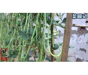 教你在家种植豆角，后期又长又直压满枝条，结的多摘都摘不完
