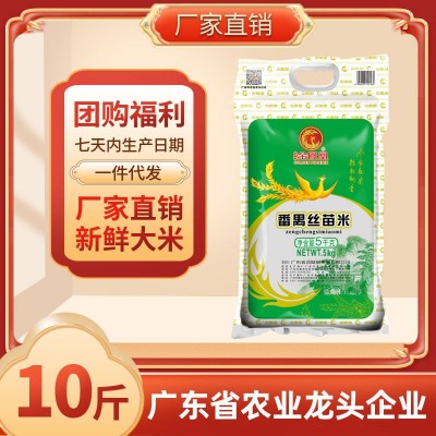 新米番禺丝苗米 煲仔饭大米5KG 籼米10斤大米新鲜大米 细长香米图2