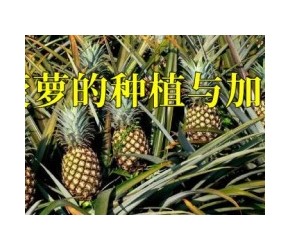 菠萝是如何种植跟收获的，一亩地可种4000株，四季都可以采收