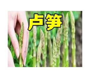 芦笋是怎么种植的？