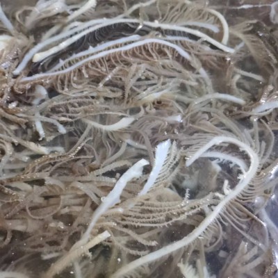 黑千层10斤装重庆火锅食材牛百页爽脆黄牛毛肚图5