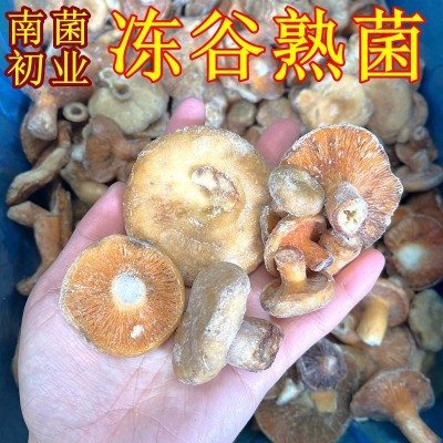冰鲜冻谷熟菌野生菌云南土特产九月松乳菇重阳菌食材一斤批发寒菌图4