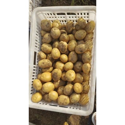田魅牌优质黄皮黄心电商土豆大量全年供应图3