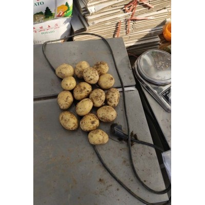 田魅牌优质黄皮黄心电商土豆大量全年供应图4