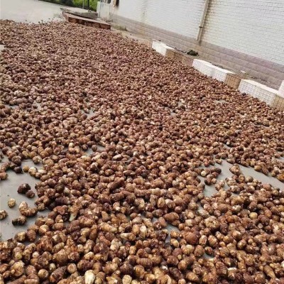 芋头软糯香甜现挖细糯粘滑自然种植香芋新鲜产地直发芋头图4