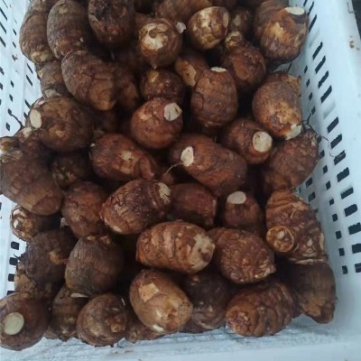芋头软糯香甜现挖细糯粘滑自然种植香芋新鲜产地直发芋头图3