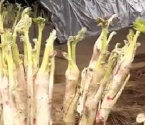 现代农业之——日本山芦笋的栽培与收获