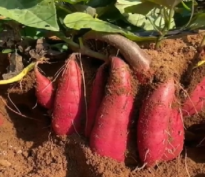 红薯种植高产技术，红薯膨大增产妙招亩产轻松上万斤。