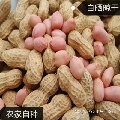 当季新货新鲜带壳花生干花生大花生农家自种晒干散装一件代发