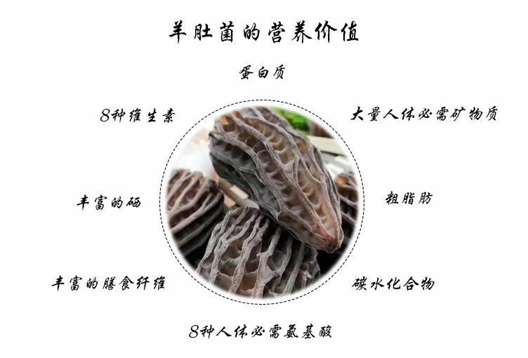 羊肚菌详情12
