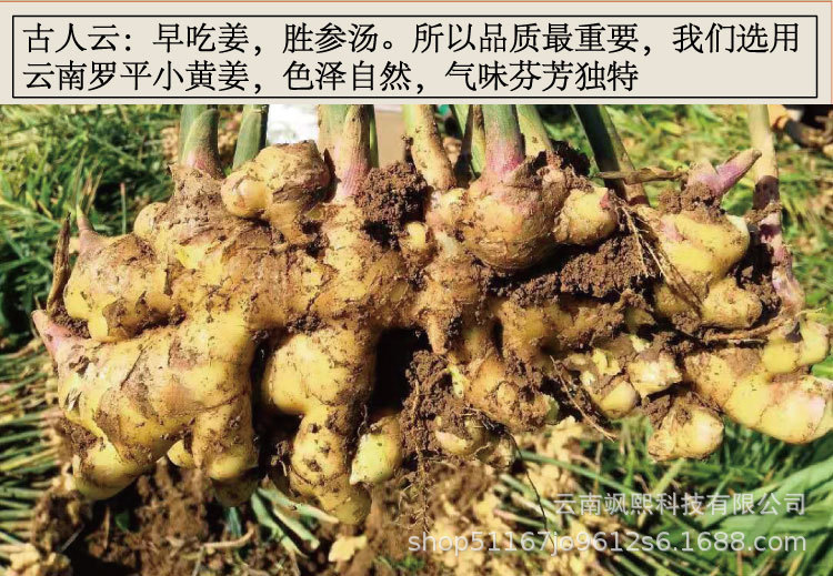生姜片_02.jpg