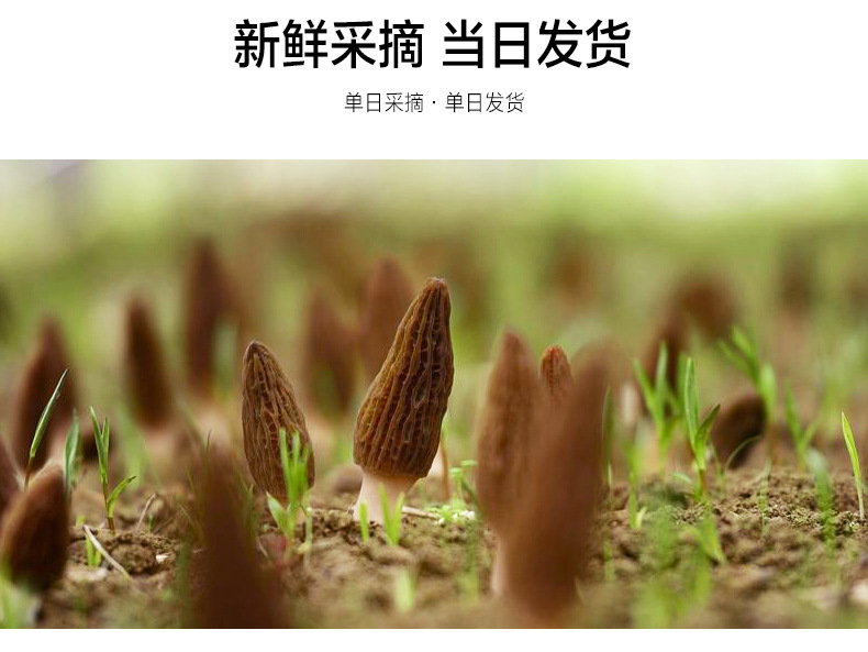 新鲜羊肚菌详情页_03