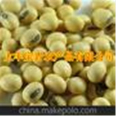 公司提供黑嘴（黑脐）大粒黄豆，可供出口图2