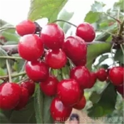 砂蜜豆樱桃采摘