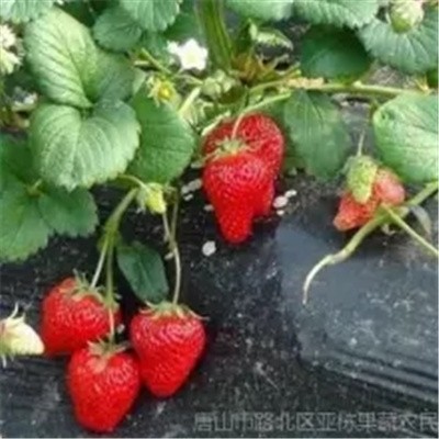红颜草莓采摘