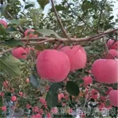 烟台红富士苹果销售价格图4