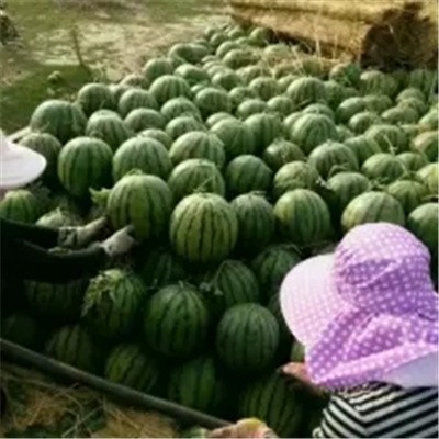 河南西瓜基地-开封西瓜大市场-产地代办电话图5