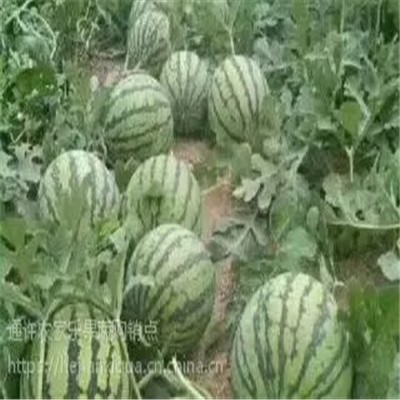 河南正宗8424《麒麟瓜》-开封西瓜代办图5