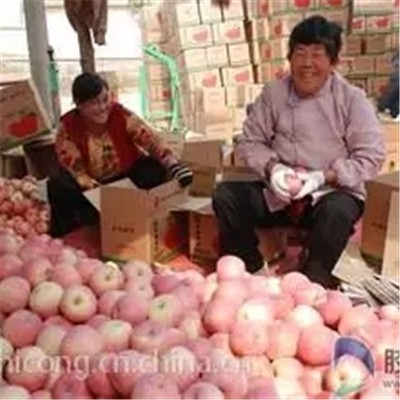 供应山东苹果供应图4