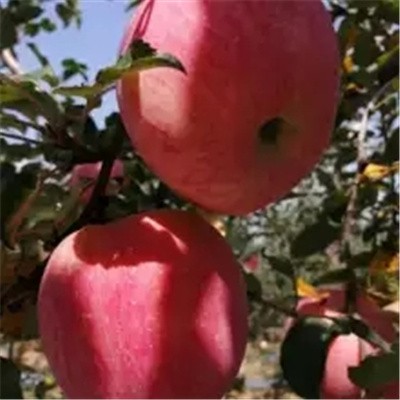 供应红富士苹果价格，陕西渭南红富士苹果价格，大荔县红富士苹果价格图2