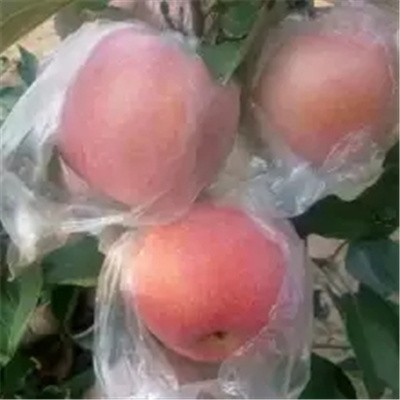 供应红富士苹果价格，陕西渭南红富士苹果价格，大荔县红富士苹果价格图5