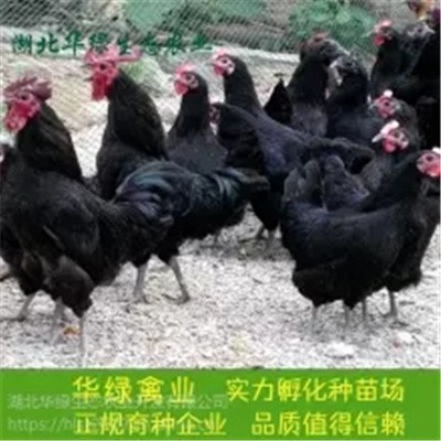 湖北华绿脱温高产黑羽绿壳蛋鸡苗-绿壳蛋鸡-胜比东乡黑鸡、脱温绿壳蛋鸡苗图4