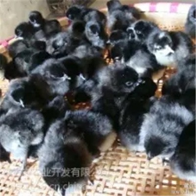 高产黑羽绿壳蛋鸡 高产麻羽绿壳蛋鸡 五黑一绿绿壳蛋鸡种蛋 湖北华绿生态农业图4