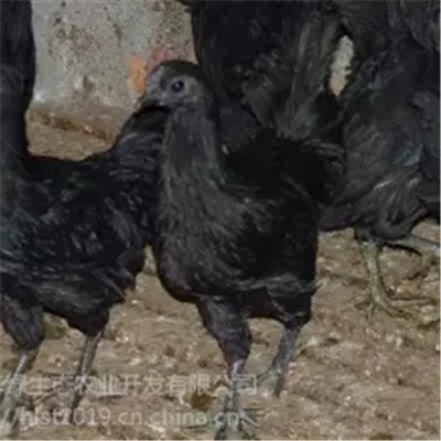 高产黑羽绿壳蛋鸡 高产麻羽绿壳蛋鸡 五黑一绿绿壳蛋鸡种蛋 湖北华绿生态农业图3