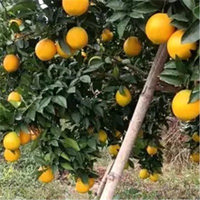 正宗赣南脐橙顺桂源高山橙精品果10斤产地直供现摘现发9省包邮图4