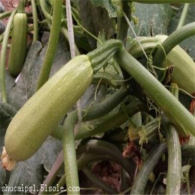 绿色蔬菜西葫芦