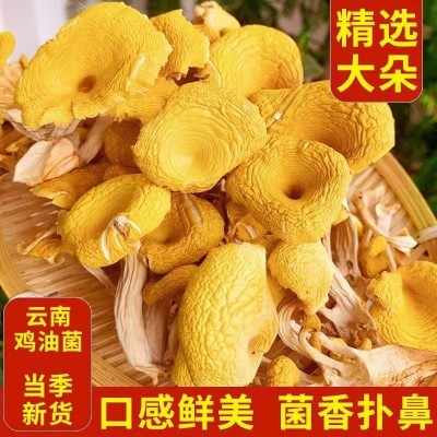 鸡油菌干货云南新鲜黄丝菌鸡蛋黄菌杏菌黄蘑菇煲汤火锅炖汤图2