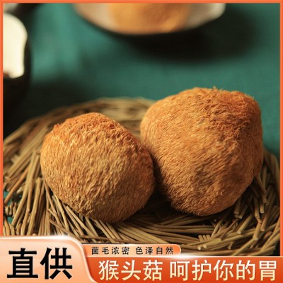 猴头菇 东北大兴安岭特产500克猴头蘑新鲜自家采摘食用菌现货批发