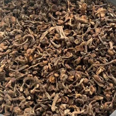 黑龙江大兴安岭榛蘑 批发干货蘑菇包邮袋装一斤500克大朵榛蘑包邮图3