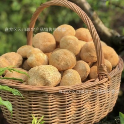 【云南特产】猴头菇猴头菌产地批发一键代发食用菌煲汤食材图2